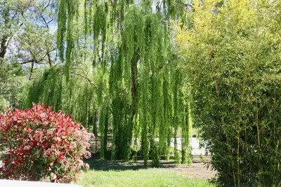 a weeping willow tree in a park with flowers at Gîtes Terra di a Bravona in Linguizzetta