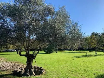 a tree in the middle of a green field at 2026 - grand studio avec piscine et plage à 50 m in San-Nicolao