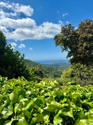 a field filled with lots of green plants at Maison à la campagne. in Sollacaro