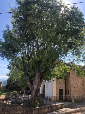 a large tree in front of a building at Duplex au Village in Tox