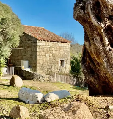 two polar bears laying on the grass in front of a building at Les Bergeries de Figari in Figari