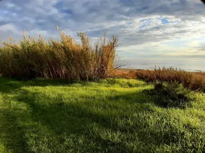 a field of grass with bushes and the ocean at Villa, maison bord de mer climatisée in Poggio-Mezzana