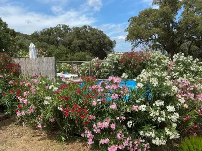 a garden with pink and white flowers at Mini villa Ghjulia Porto-Vecchio proche des plages in Porto-Vecchio