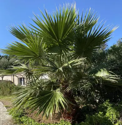 a palm tree in front of a house at Villa Dominique Porto-Vecchio proche des plages in Porto-Vecchio