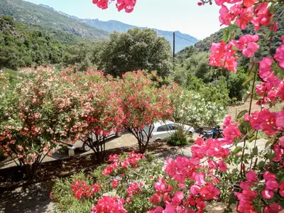 a bunch of pink flowers in a garden at Apartment Residence Cabanaccia 3 Pieces 6 Pers-2 by Interhome in Serriera
