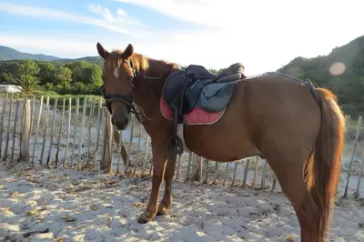 a horse standing on the beach next to a fence at CHEZ ADRIEN 108-Appartement magnifique vue mer piscine chauffée in Serra-di-Ferro