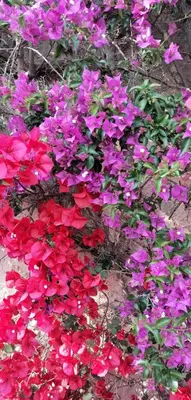 a bunch of pink and red flowers in a garden at Le repaire des pirates in Pietrosella