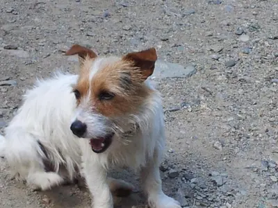 a brown and white dog sitting on the ground at Chambre d'Hôte 