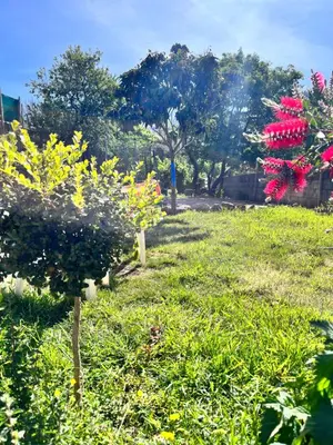 a garden with trees and flowers in the grass at CASA MONICA CARGESE - Roseroom - Chambre d hote in Cargèse