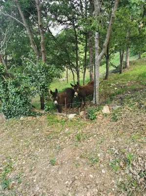 two animals standing in a field next to trees at Appartement 2 ou 4 personnes. Venaco in Venaco