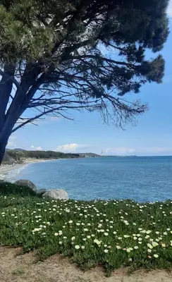 a beach with a tree and a field of flowers at Villa avec terrasse et vue piscine, proche plage in Moriani Plage
