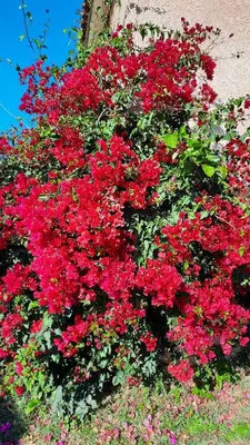 a bunch of red flowers on the side of a building at Le jardin de Domi in Ventiseri