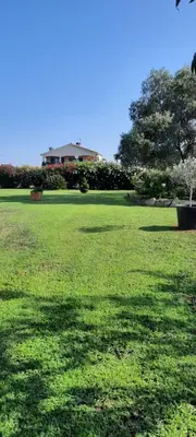 a field of green grass with a tree and a house at Le jardin de Domi in Ventiseri