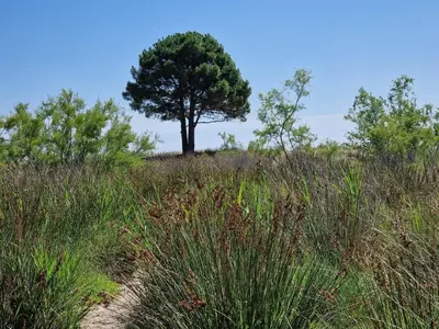 a tree in the middle of a grassy field at Le jardin de Domi in Ventiseri