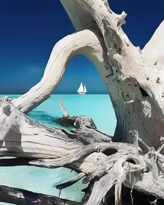 a dead tree in the water with a sail boat in the background at Evasion in Ventiseri