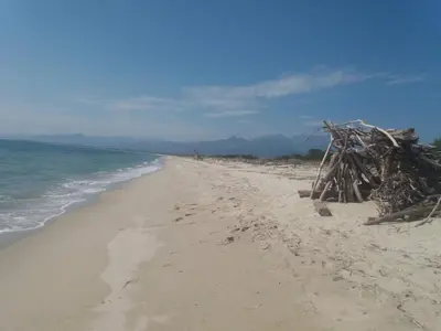 a beach with a pile of driftwood and the ocean at Evasion in Ventiseri