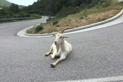 a goat laying down in the middle of the road at Marina - Exceptional Sea View Ruppione - by TGB in Pietrosella
