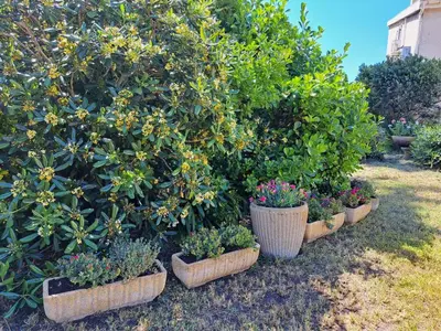 a row of potted plants sitting next to a bush at Mini villa jardin 50 m plage in Borgo