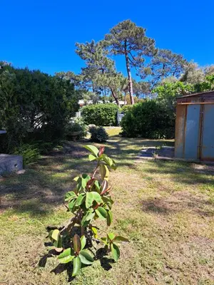 a plant in the middle of a yard at Mini villa jardin 50 m plage in Borgo