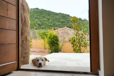 a dog is looking out of a door at Résidence Vista Blu in Conca