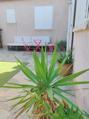 a plant in front of a patio with a table and chairs at Casa Davia. Studio indépendant meublé. in Furiani