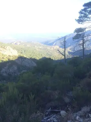 a view of a mountain with trees and bushes at Fraîcheur & calme en Montagne, 30minutes de la mer in Porto-Vecchio