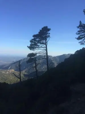 a group of trees on the side of a mountain at Fraîcheur & calme en Montagne, 30minutes de la mer in Porto-Vecchio