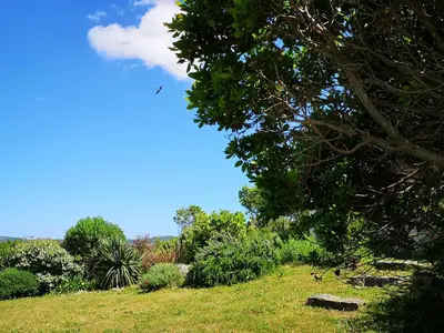 a tree on a grassy hill with a blue sky at Appartements avec jardin entre Porto-Vecchio et Figari - Casa Mattiste in Sotta