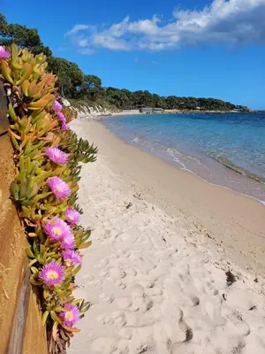 a row of flowers on a wall on a beach at Studio grande piscine dans résidence hôtelière, proche plage in Lecci