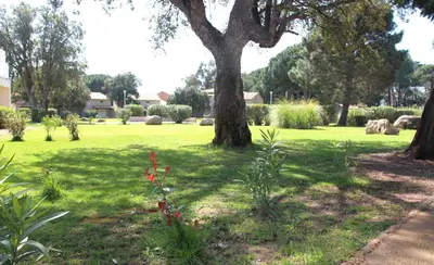 a tree in a park with a field of grass at Studio grande piscine dans résidence hôtelière, proche plage in Lecci