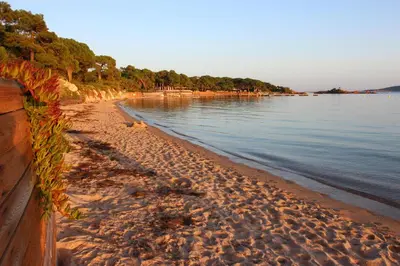 a sandy beach with trees and the water at Studio grande piscine dans résidence hôtelière, proche plage in Lecci