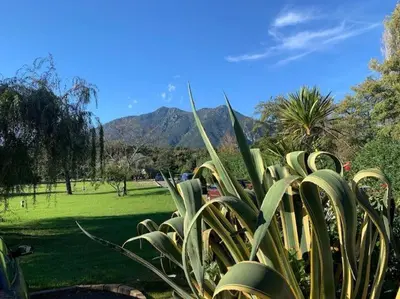 a plant in a park with a mountain in the background at Grand studio les pieds dans l'eau in San-Nicolao