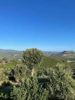 a tree on top of a hill with mountains in the background at CASA DI CAJUCAN in Poggio-dʼOletta