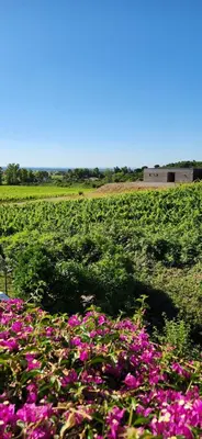 a field of pink flowers in a field of grass at Charmant T3 en rez de jardin d'une villa in Ghisonaccia