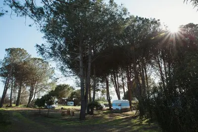 a rv parked in a field next to trees at Caravane amy on the beach in Lucciana