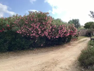 a bush of pink flowers on a dirt road at La Détente in Bonifacio