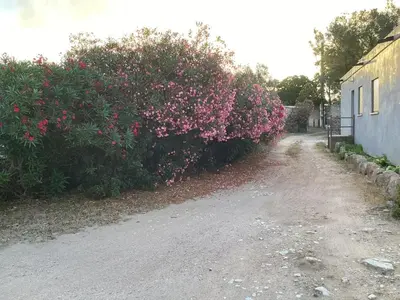 a bush with pink flowers next to a building at La Détente in Bonifacio