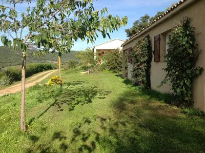 a house with a small tree next to a road at Residence Cucunacciu in Cargèse
