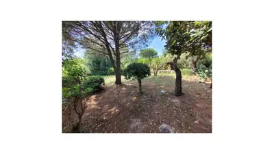 a group of trees in a garden at Plage Vardiola à pied Familiale 10 pers Corse Sud Porto Vecchio in Vardiola