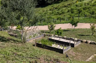 a garden with three raised plants in a field at Bergerie face à Propriano in Fozzano