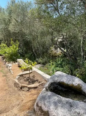 a garden with a plant in a rock and trees at T2 très bien équipé vue mer et au calme in Ajaccio