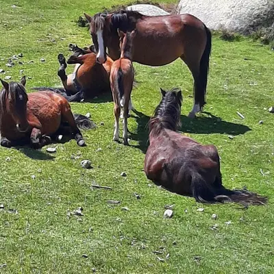 a group of horses standing and laying in a field at Appartement 3 pièces 80 m2 Quenza in Quenza