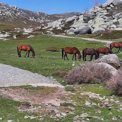 a group of horses grazing in a field of grass at Appartement 3 pièces 80 m2 Quenza in Quenza