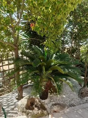 a small palm tree in a garden with rocks at Petite maison in Lecci