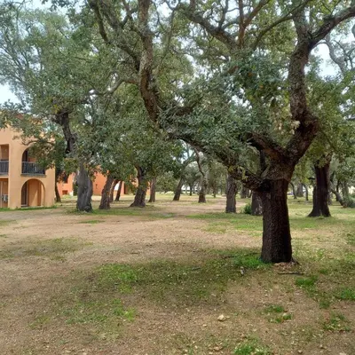 a group of trees in a field next to a building at Appartement T2 en Corse dans résidence avec piscines proche de Porto Vecchio in Lecci