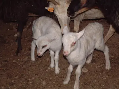 two baby lambs standing next to a group of cows at Appartements de Charme in Corte