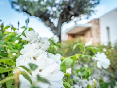 a group of white flowers with a beetle on them at Villa AzaiTu Suites in Porto-Vecchio