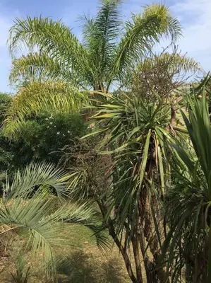 a group of palm trees in a field at Mare è Monte , jardin méditerranéen et exotique. in Ghisonaccia