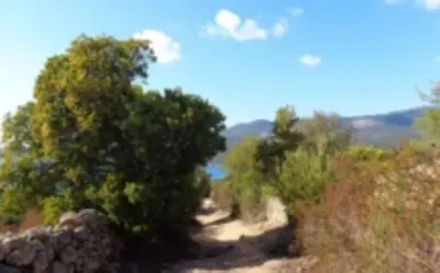 a group of trees on top of a hill at A CASA DI ROSA in Serra-di-Ferro
