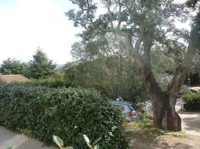 a car parked next to a large tree at Studio à 200m du centre ville de Porto Vecchio,jardin, terrasse parking privé in Porto-Vecchio
